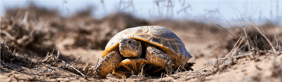 Программа низкоуглеродного развития